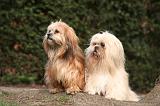 LHASSA APSO 147